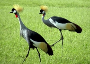 Crested Cranes, Uganda's National Bird