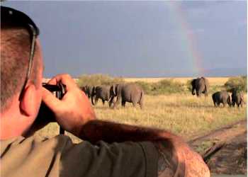Volunteer on Safari
