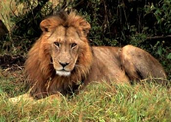 Getting Up Close & Personal on Safari